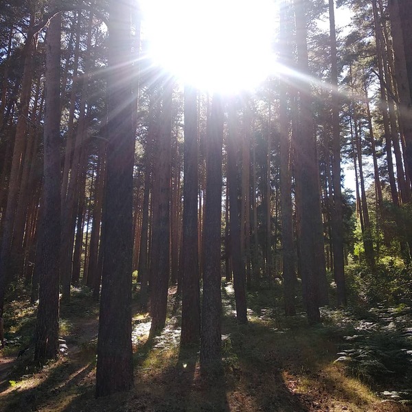 Bosque atardecer