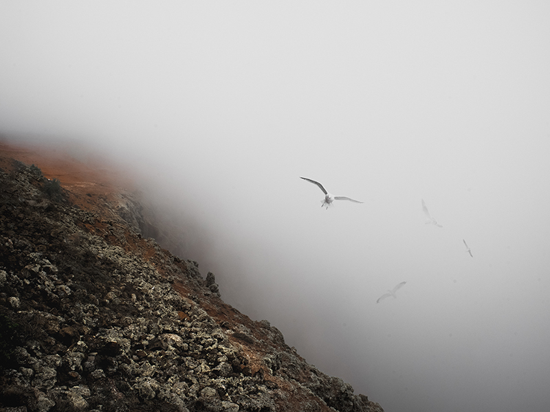 Misty birds