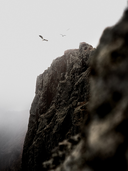 Rock Birds